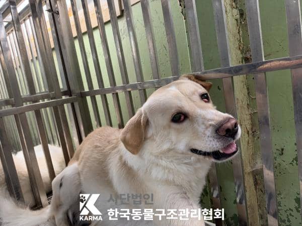 흰색·황갈색 믹스견, 수컷 · 4살 추정 · 17kg