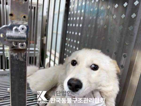 갈색·흰색 믹스견, 수컷 · 1살 추정 · 7.8kg