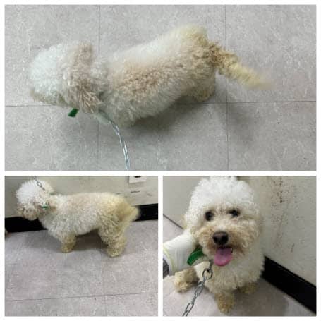 흰색 비숑 프리제, 수컷 · 3살 추정 · 4.2kg