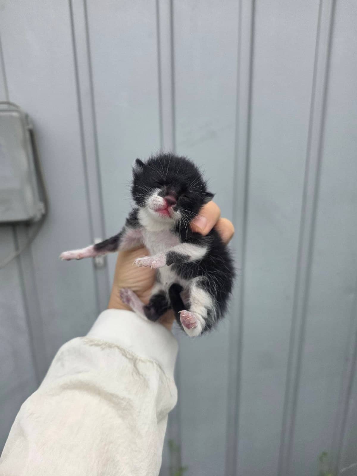 흰색·검은색 얼룩무늬 한국 고양이, 성별 확인 중 · 생후 2개월 미만 · 0.3kg