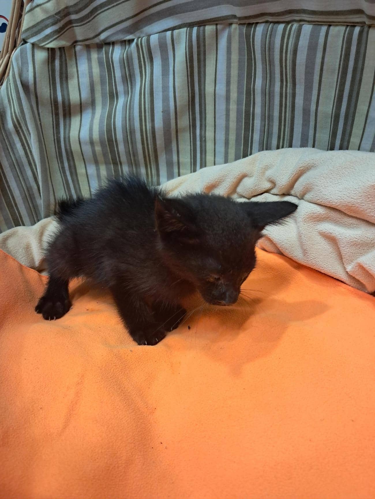 검정 한국 고양이, 수컷 · 생후 2개월 미만 · 0.6kg
