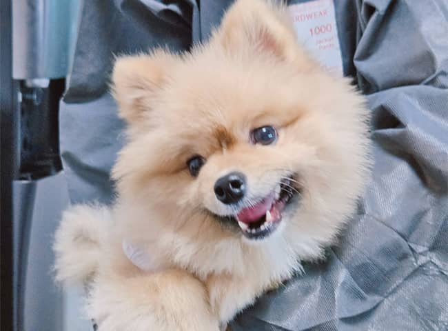 검정·황갈색 포메라니안, 수컷 · 3살 추정 · 3.8kg