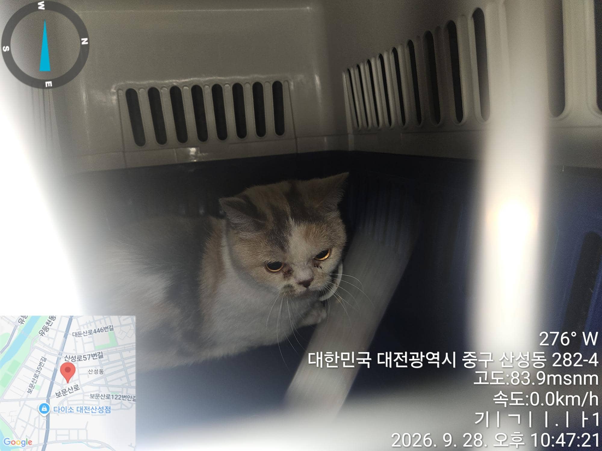 삼색 페르시안, 암컷 · 2살 추정 · 4kg