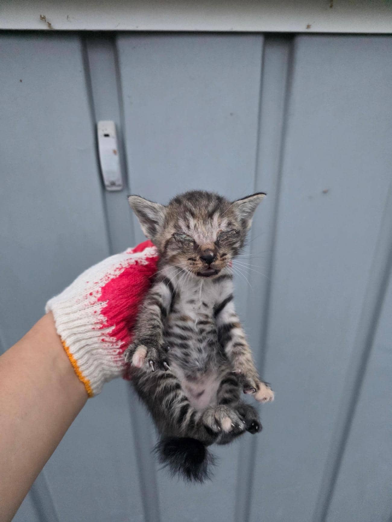 흰색·검은색 얼룩무늬 한국 고양이, 성별 확인 중 · 생후 2개월 미만 · 0.3kg