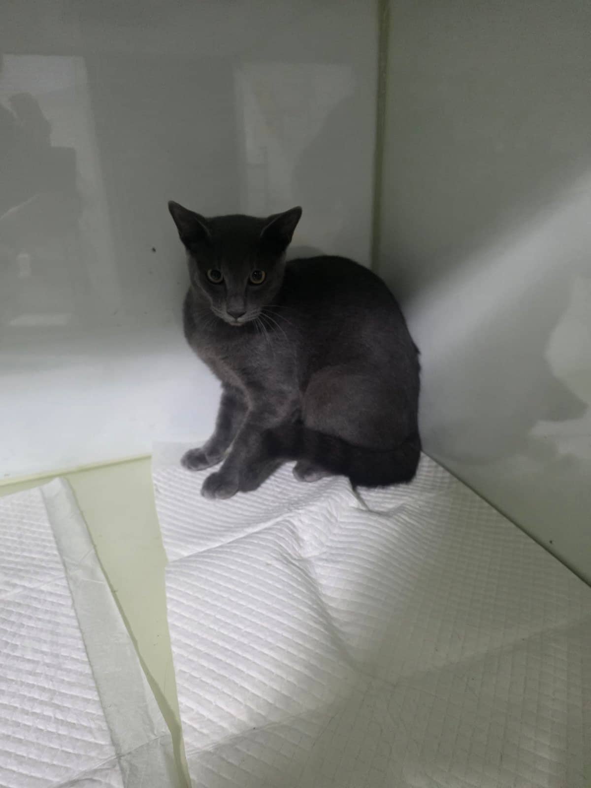 검정색 한국 고양이, 수컷 · 3살 추정 · 3kg