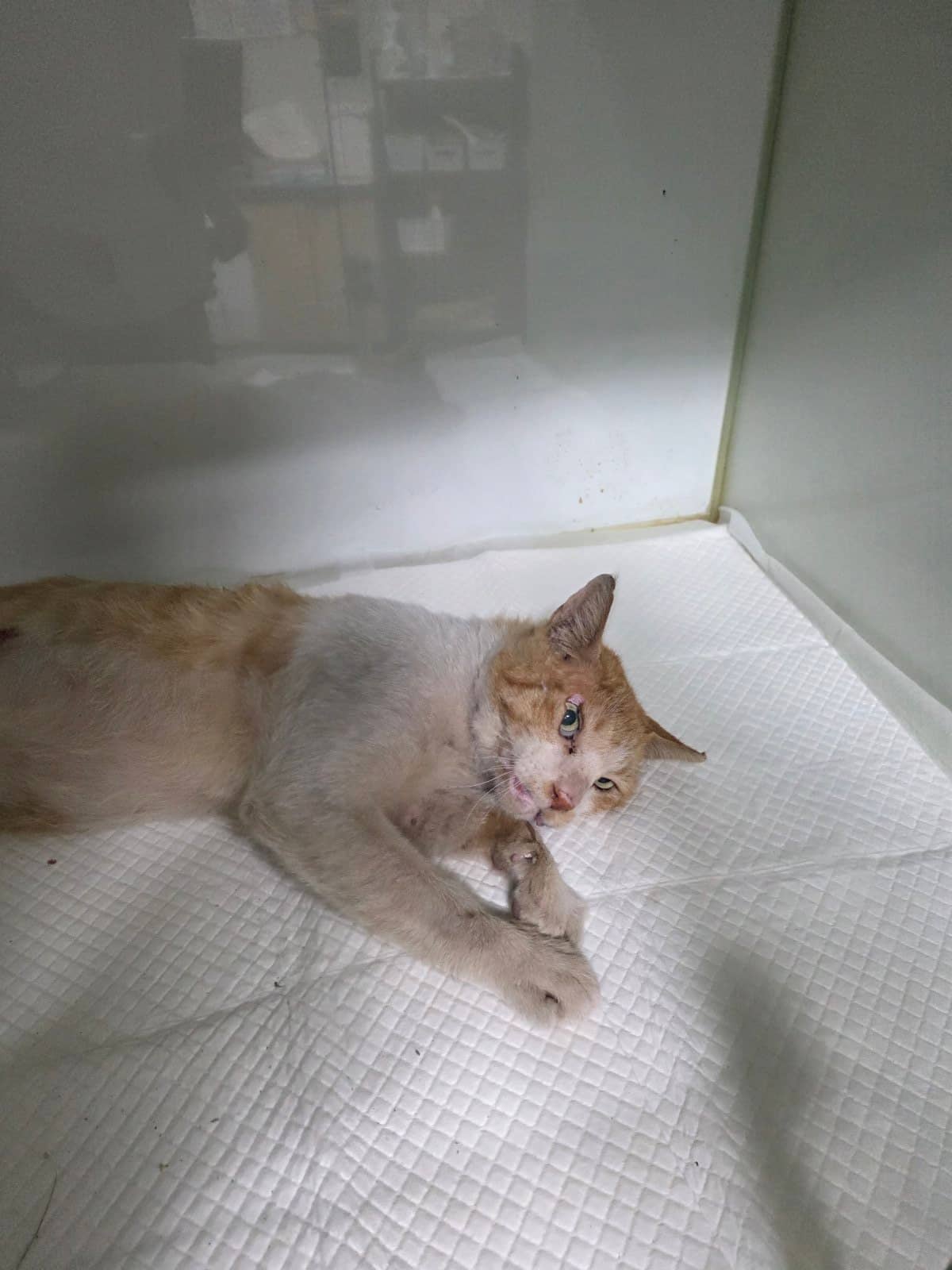 레몬색·흰색 한국 고양이, 수컷 · 3살 추정 · 3.5kg