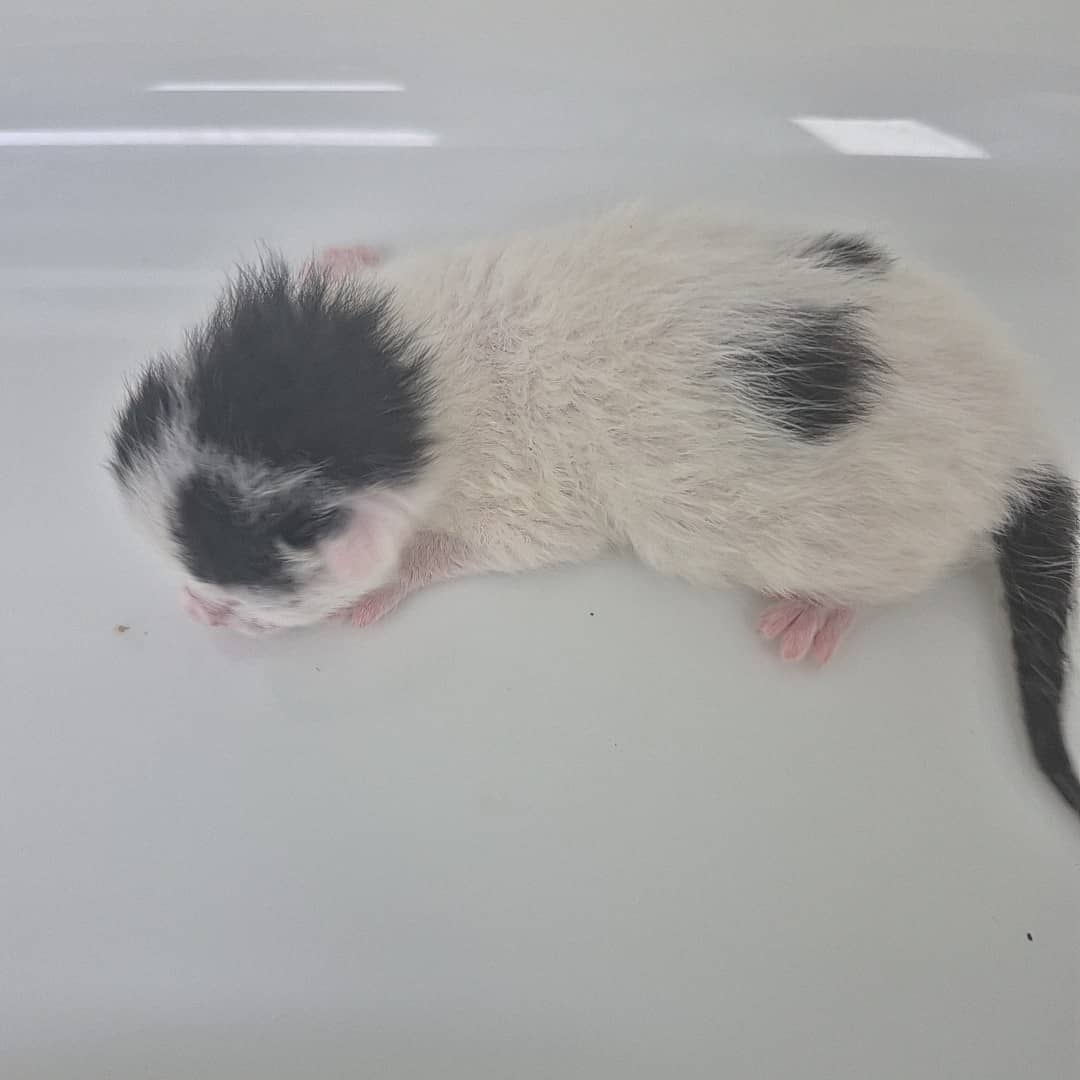 흰색·검정 한국 고양이, 성별 확인 중 · 생후 2개월 미만 · 0.12kg