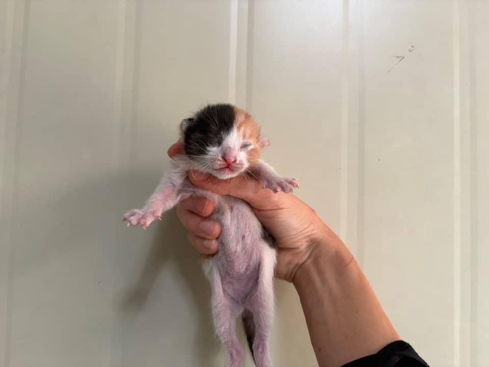 흰색·갈색·검정 한국 고양이, 암컷 · 1살 미만 추정 · 0.2kg