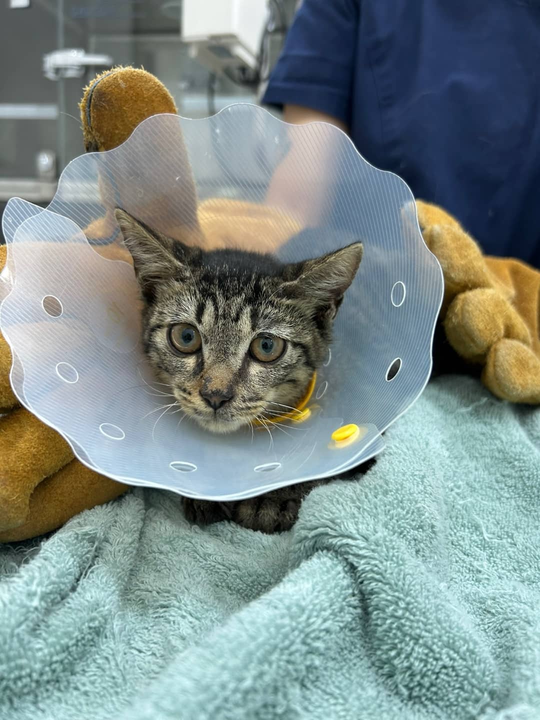 흰색·검은색 얼룩무늬 한국 고양이, 암컷 · 1살 미만 추정 · 1.3kg