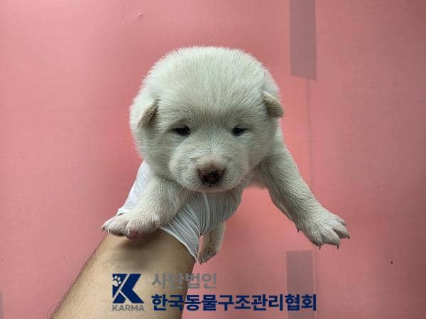 흰색 믹스견, 암컷 · 생후 2개월 미만 · 1.2kg