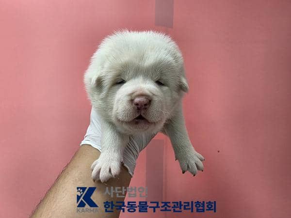 흰색 믹스견, 암컷 · 생후 2개월 미만 · 1.4kg