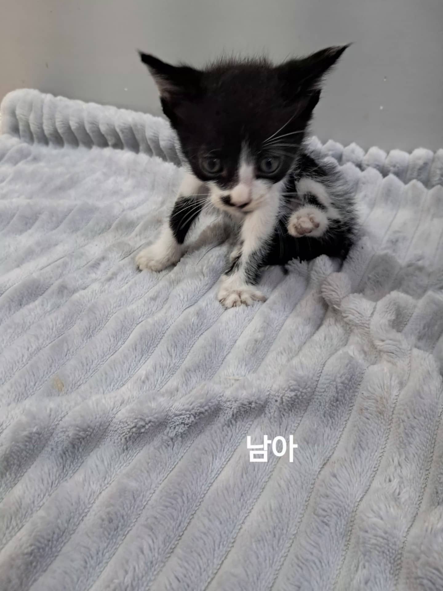 흰색·검은색 얼룩무늬 한국 고양이, 수컷 · 생후 2개월 미만 · 0.1kg