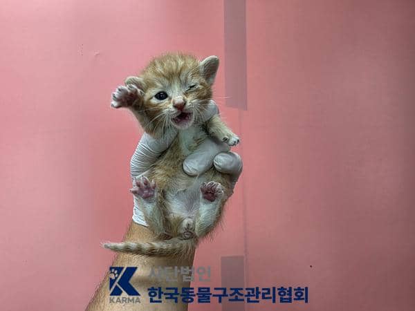 갈색·흰색 한국 고양이, 암컷 · 생후 2개월 미만 · 0.18kg