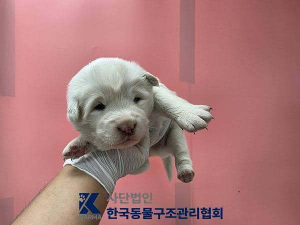 흰색 믹스견, 수컷 · 생후 2개월 미만 · 1.3kg