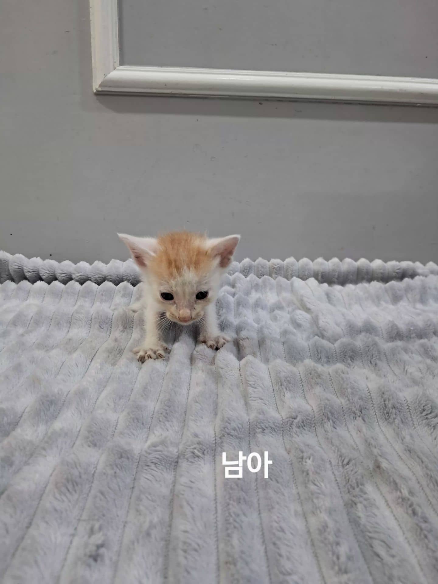 레몬색·흰색 한국 고양이, 수컷 · 생후 2개월 미만 · 0.1kg