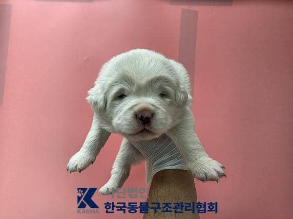 흰색 믹스견, 암컷 · 생후 2개월 미만 · 1.5kg