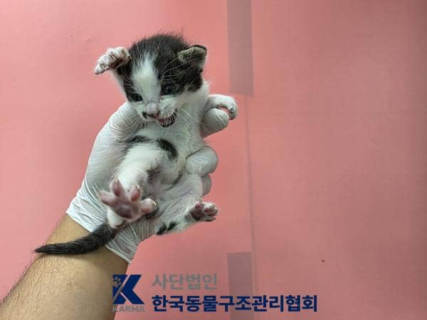 검정·흰색 한국 고양이, 암컷 · 생후 2개월 미만 · 0.1kg