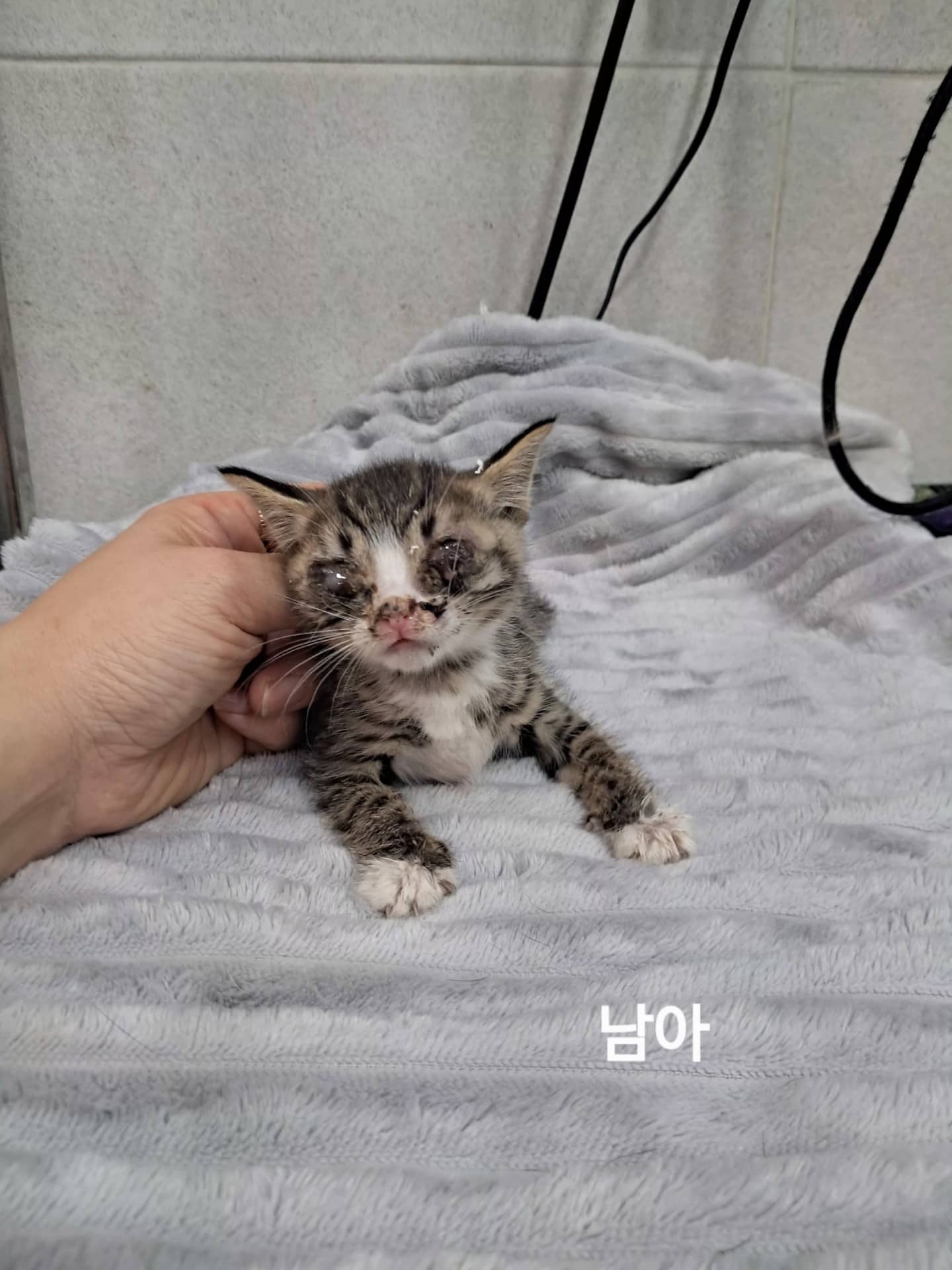 고등어 한국 고양이, 수컷 · 생후 2개월 미만 · 0.3kg