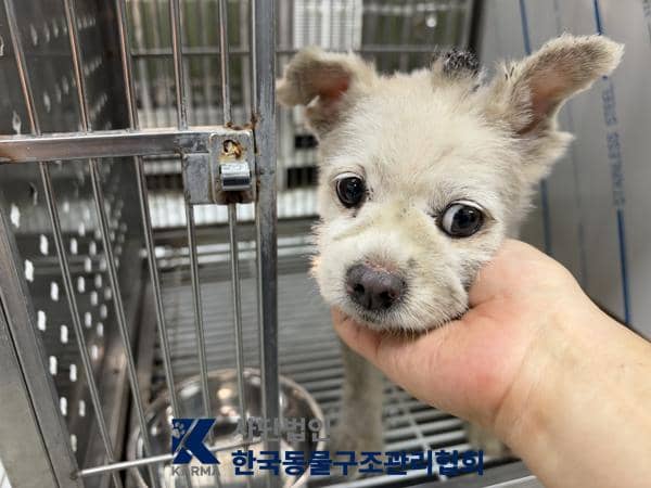 흰색 믹스견, 수컷 · 8살 추정 · 5.8kg