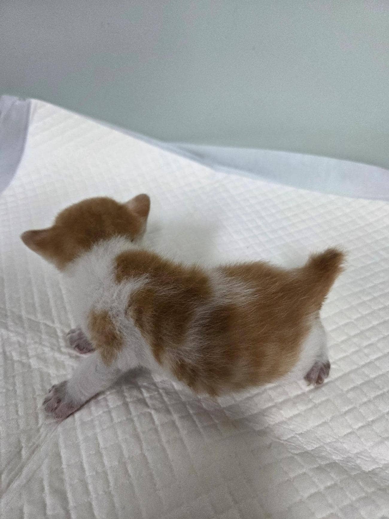 레몬색·흰색 한국 고양이, 수컷 · 생후 2개월 미만 · 0.4kg