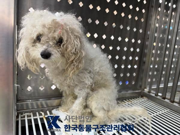 흰색 믹스견, 수컷 · 4살 추정 · 2.6kg