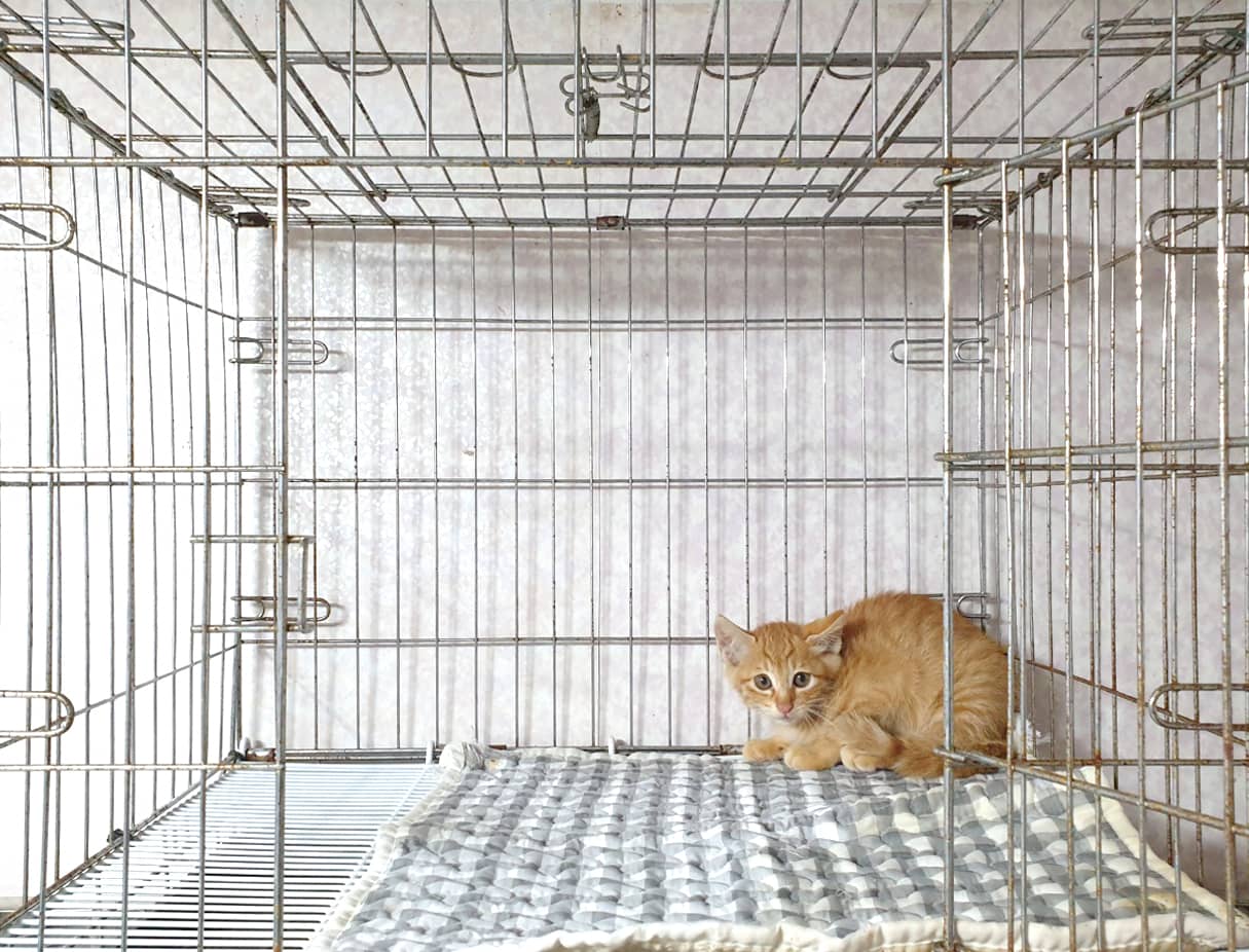 황갈색 한국 고양이, 수컷 · 생후 2개월 미만 · 0.7kg