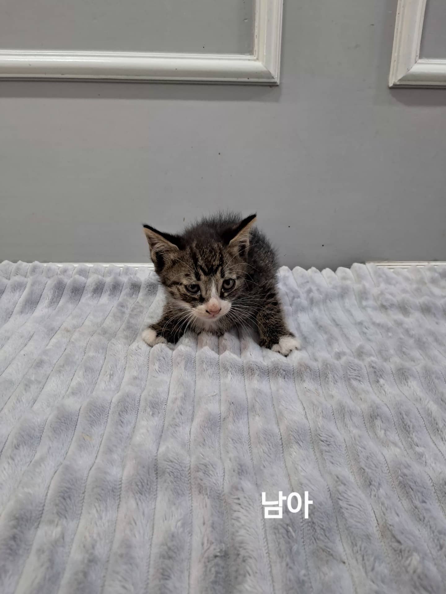 고등어 한국 고양이, 수컷 · 생후 2개월 미만 · 0.3kg