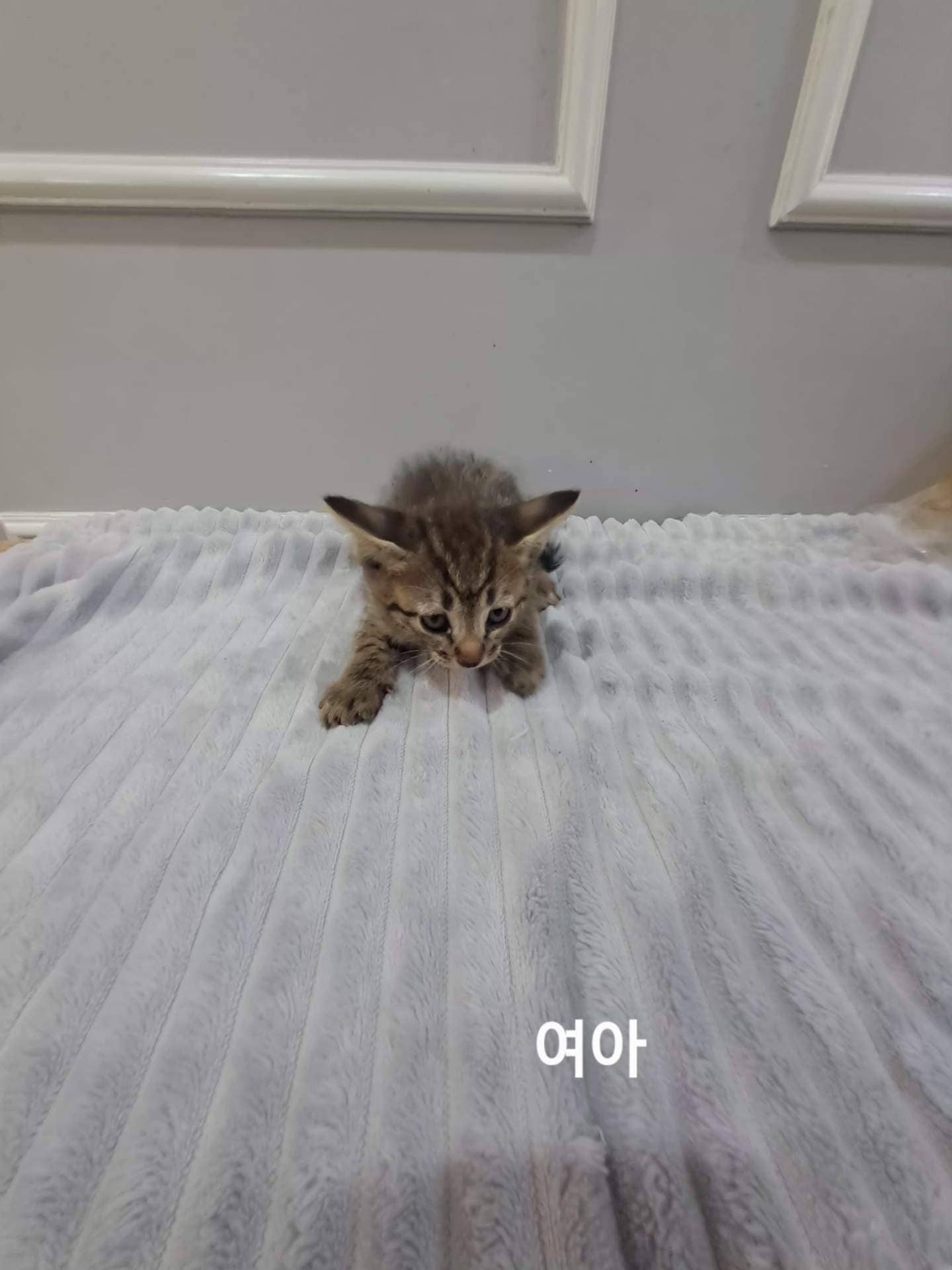 고등어 한국 고양이, 암컷 · 생후 2개월 미만 · 0.3kg
