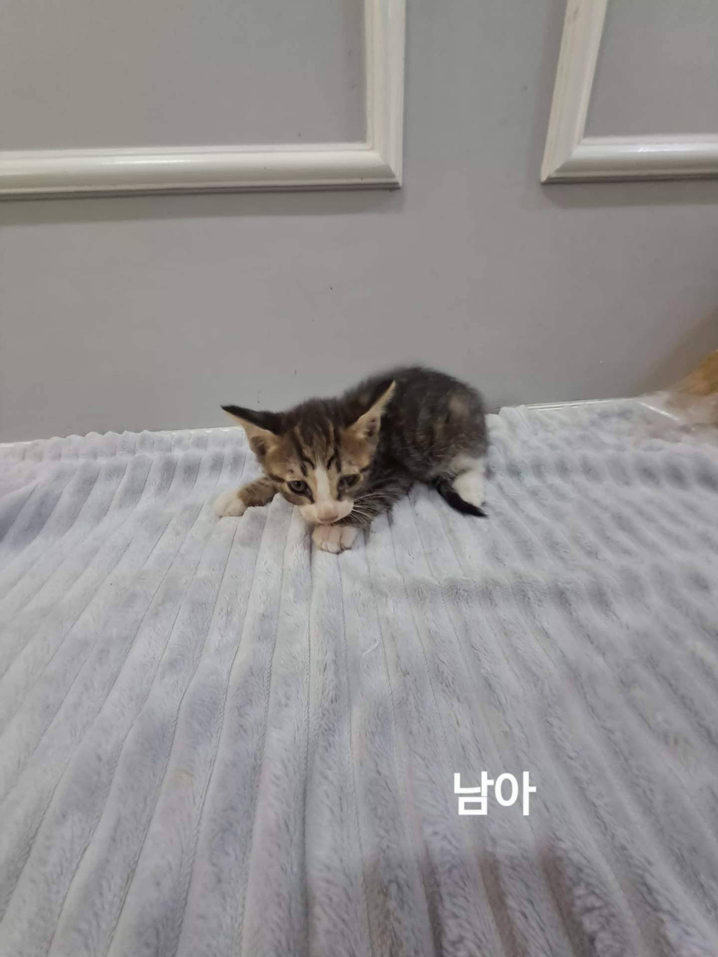 고등어 한국 고양이, 수컷 · 생후 2개월 미만 · 0.3kg