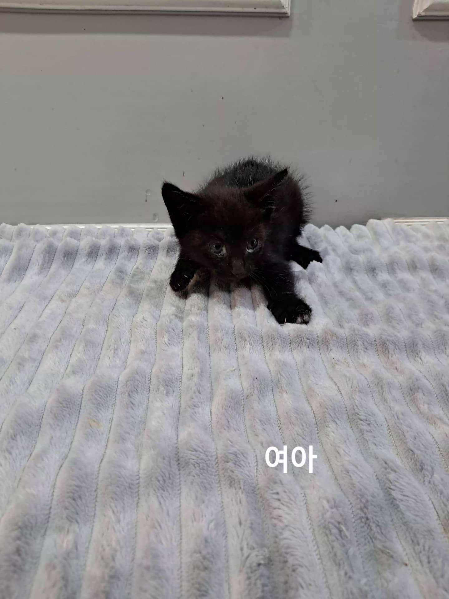 검정색 한국 고양이, 암컷 · 생후 2개월 미만 · 0.3kg