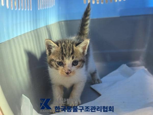 갈색·검정·흰색 한국 고양이, 암컷 · 생후 2개월 미만 · 0.35kg