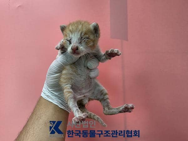 갈색·흰색 한국 고양이, 수컷 · 생후 2개월 미만 · 0.24kg