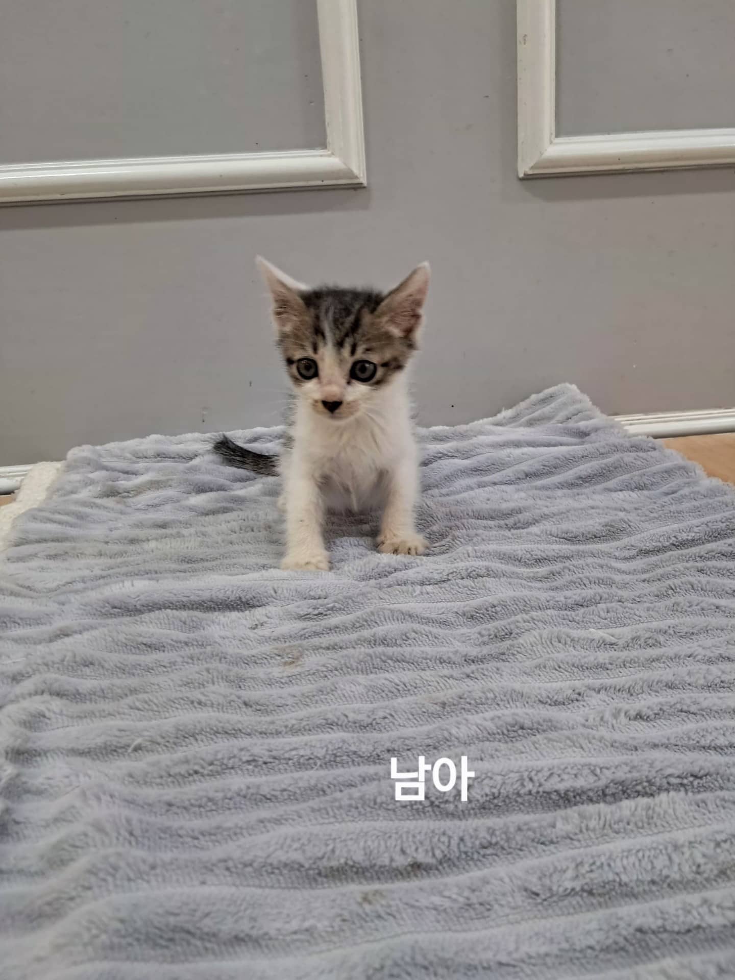 검은색흰색황토색 한국 고양이, 수컷 · 생후 2개월 미만 · 0.2kg