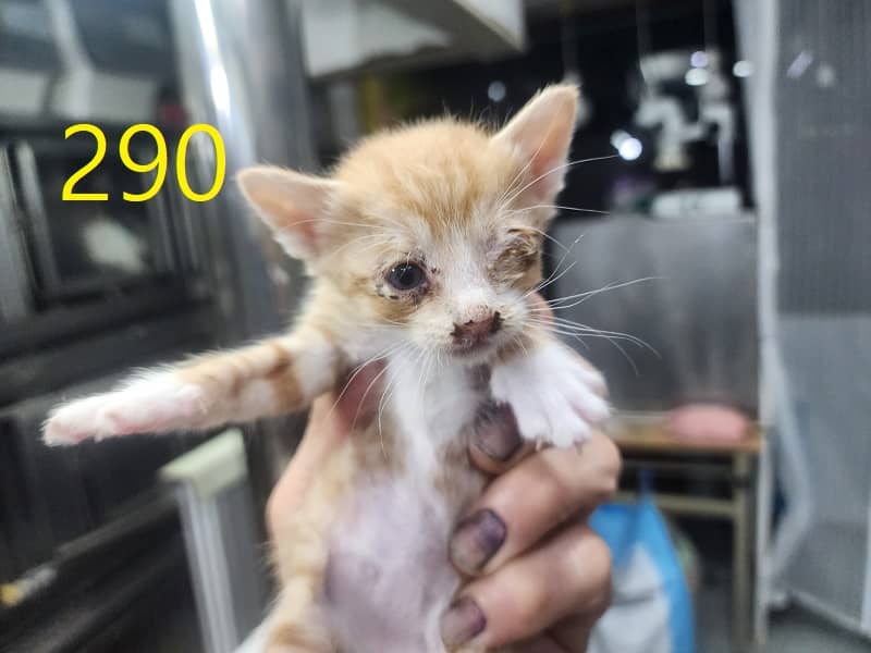 레몬색·흰색 한국 고양이, 수컷 · 생후 2개월 미만 · 0.3kg