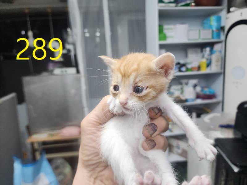 레몬색·흰색 한국 고양이, 수컷 · 생후 2개월 미만 · 0.3kg