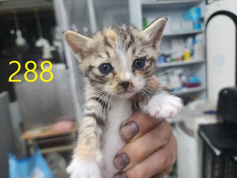 검은색흰색황토색 한국 고양이, 암컷 · 생후 2개월 미만 · 0.3kg