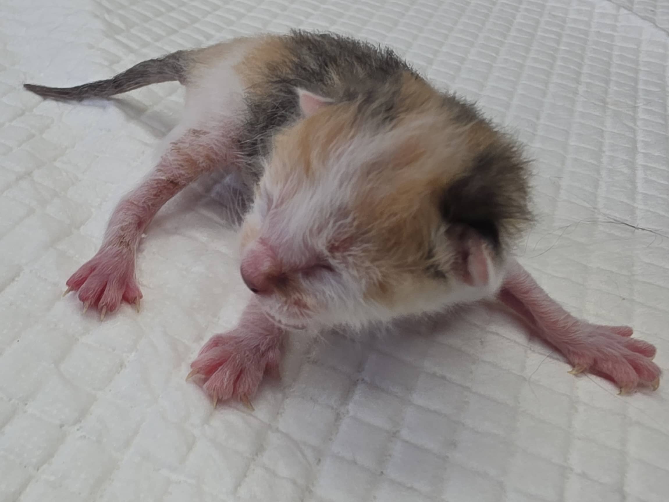검은색흰색황토색 한국 고양이, 암컷 · 생후 2개월 미만 · 0.08kg