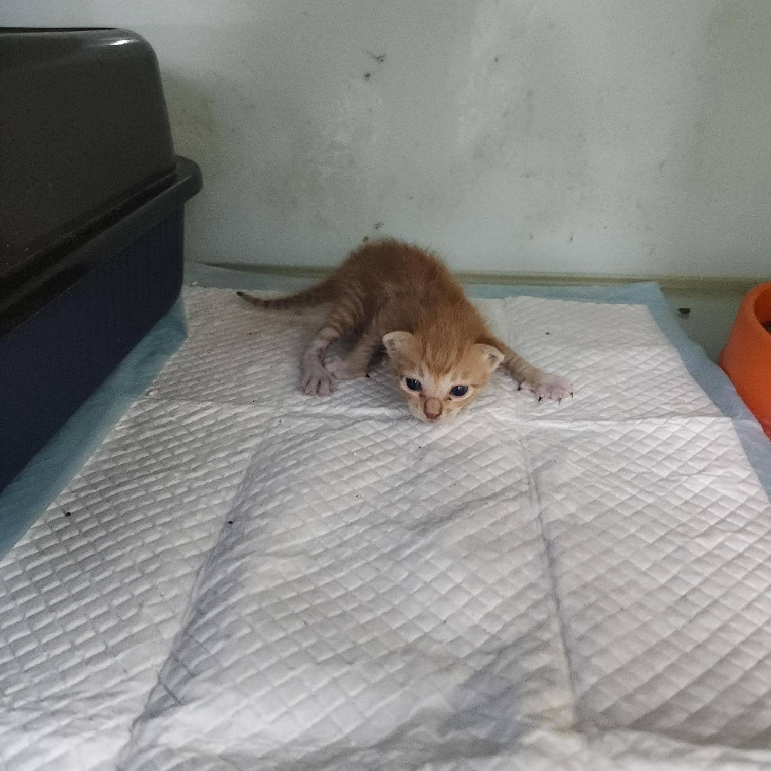 레몬색·흰색 한국 고양이, 성별 확인 중 · 생후 2개월 미만 · 0.28kg