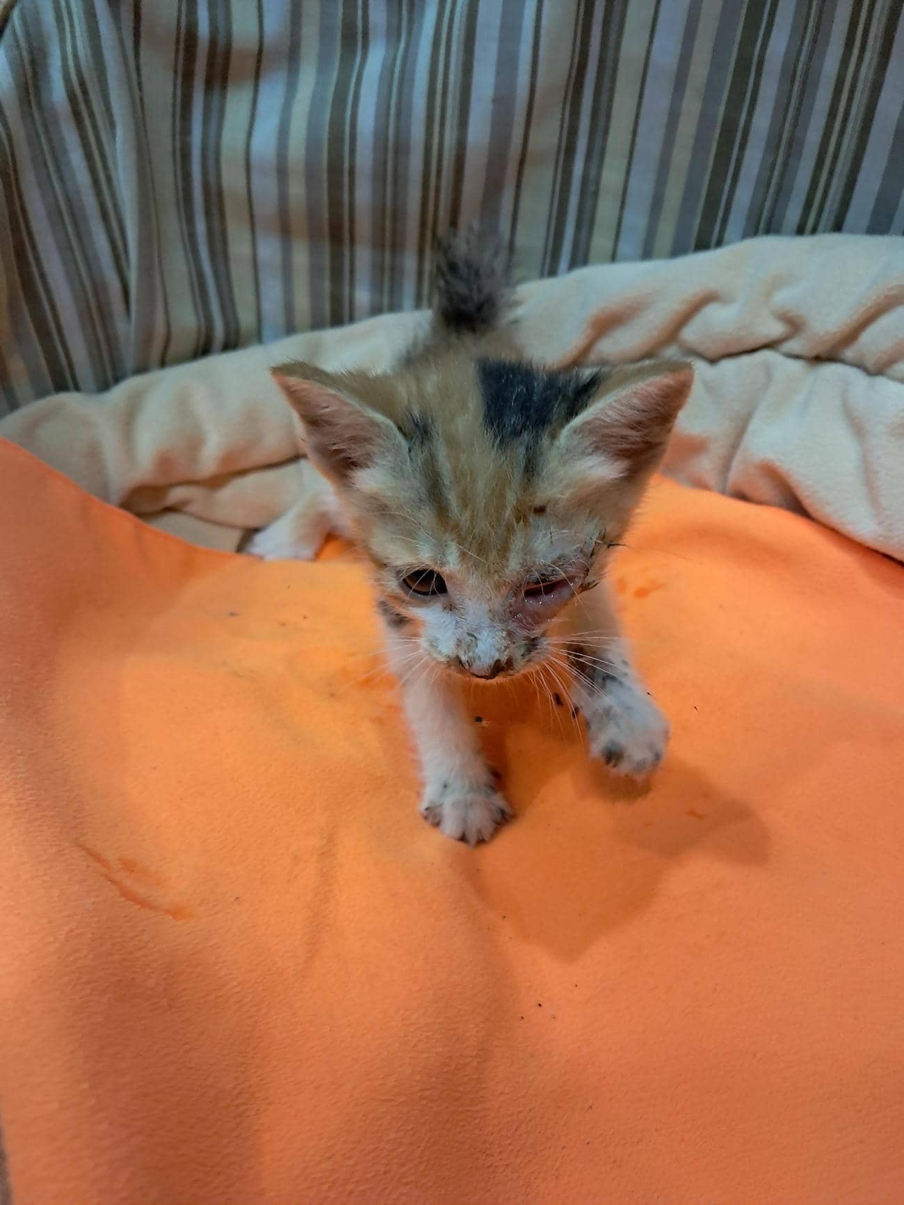 삼색 한국 고양이, 수컷 · 생후 2개월 미만 · 0.4kg