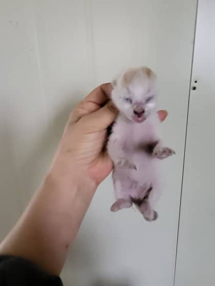 레몬색·흰색 한국 고양이, 성별 확인 중 · 생후 2개월 미만 · 0.15kg