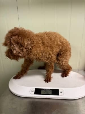 갈색 푸들, 수컷 · 8살 추정 · 3.7kg