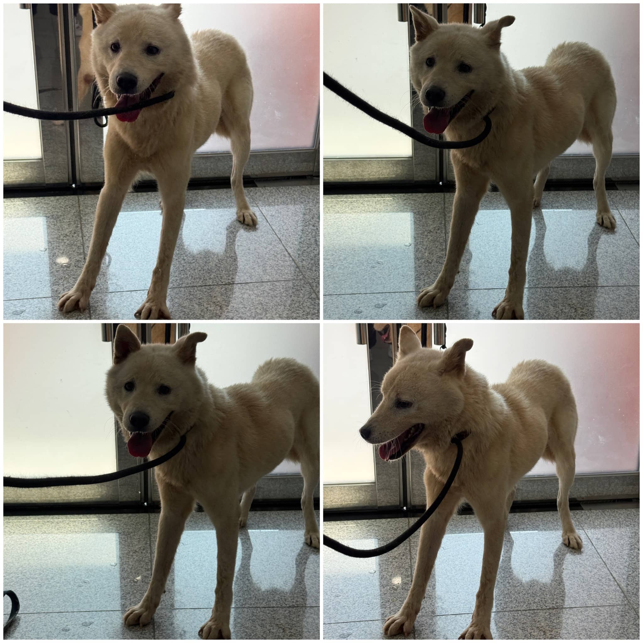 크림색 믹스견, 수컷 · 10살 추정 · 15kg