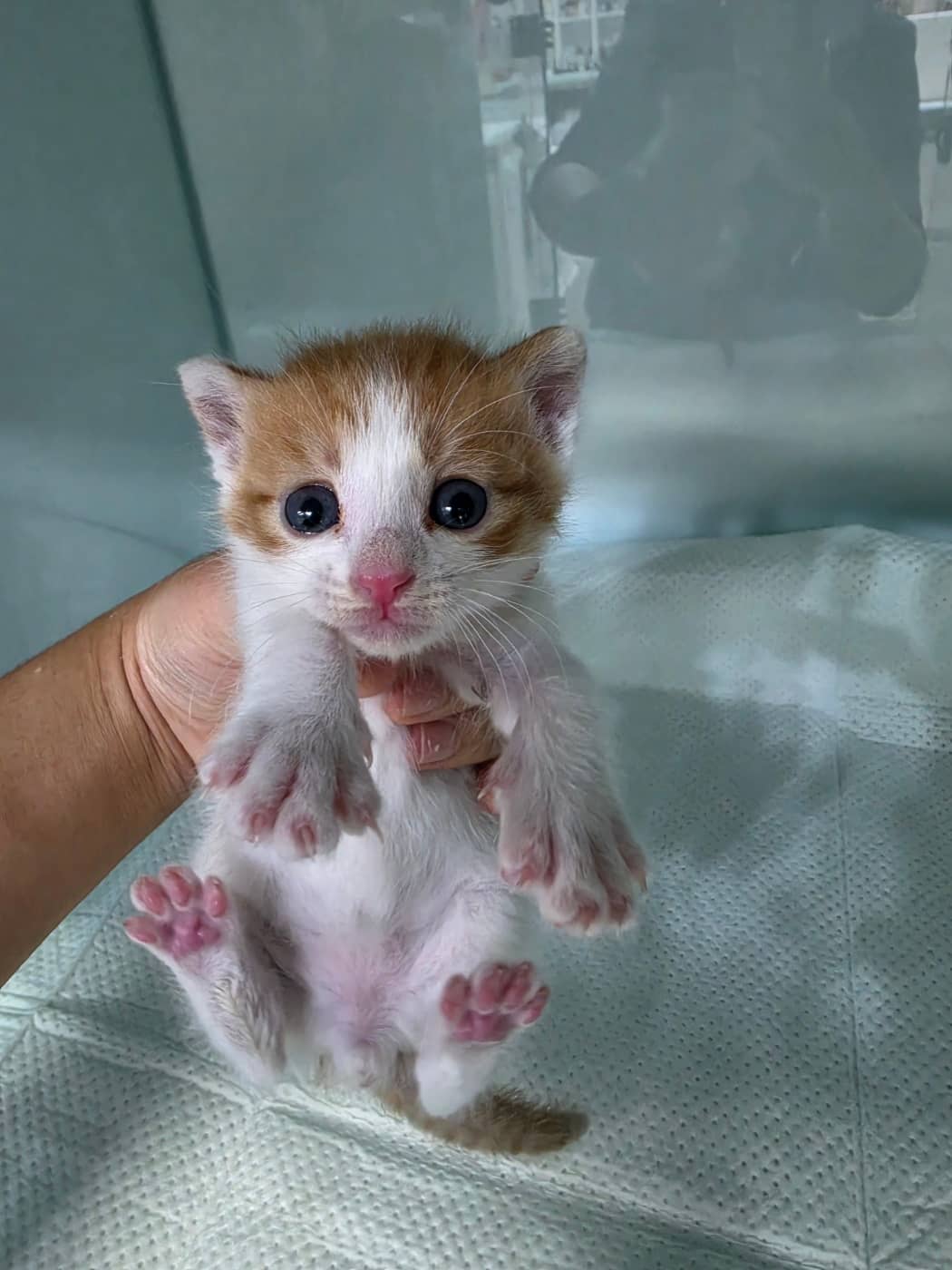 레몬색·흰색 한국 고양이, 수컷 · 생후 2개월 미만 · 0.21kg