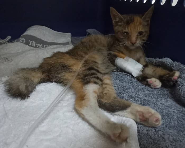 검은색흰색황토색 한국 고양이, 암컷 · 1살 미만 추정 · 0.88kg