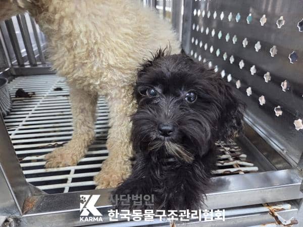 검정색 믹스견, 암컷 · 1살 미만 추정 · 1.7kg
