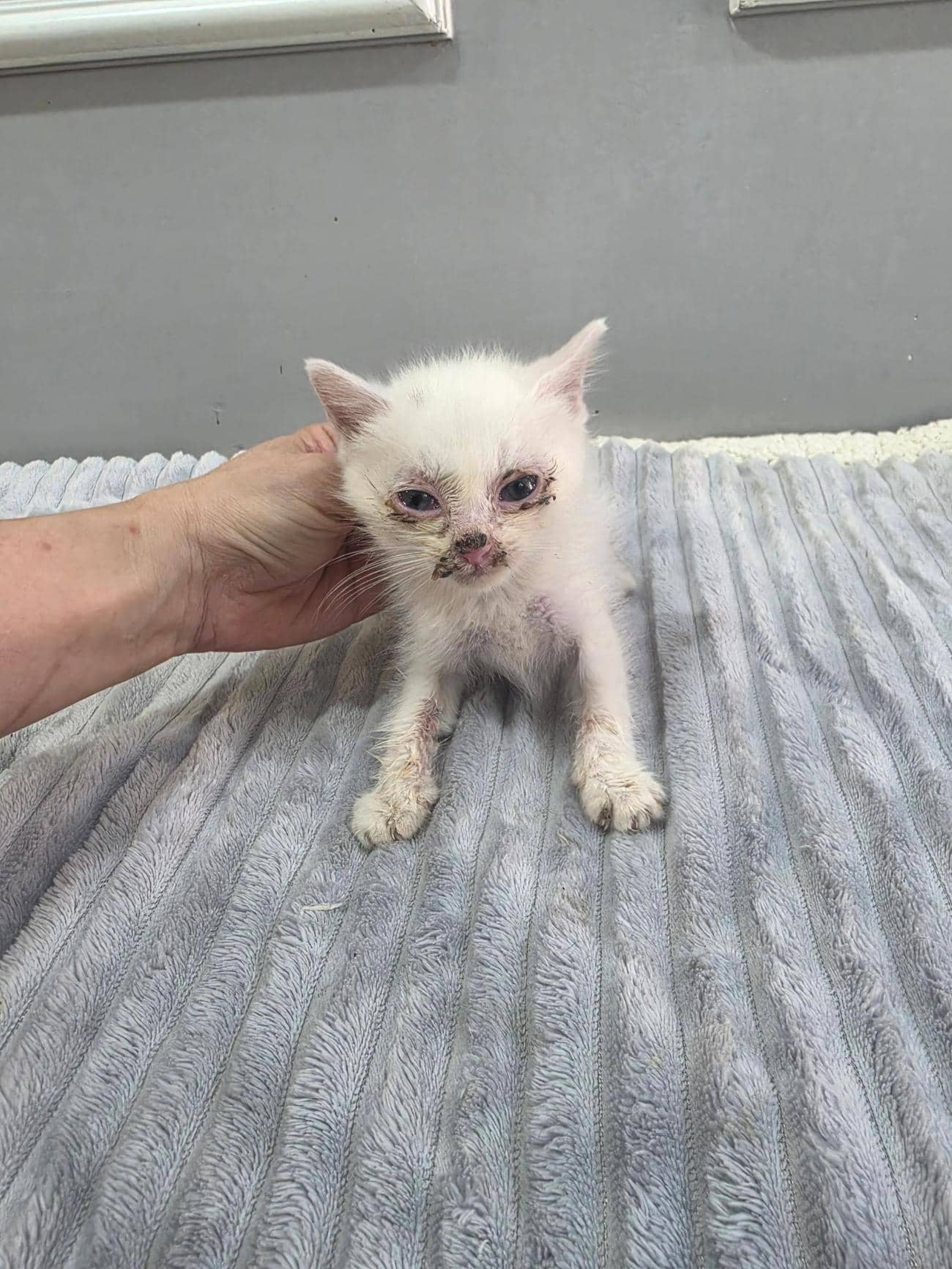 흰색 한국 고양이, 암컷 · 생후 2개월 미만 · 0.3kg
