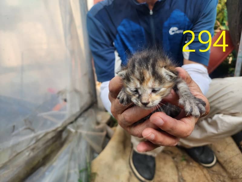 갈검색 한국 고양이, 암컷 · 생후 2개월 미만 · 0.3kg