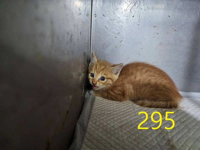 치즈색 한국 고양이, 수컷 · 1살 미만 추정 · 0.6kg