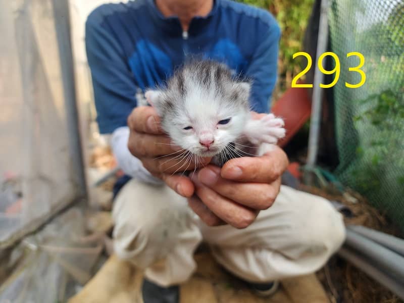 검회색 한국 고양이, 수컷 · 생후 2개월 미만 · 0.3kg