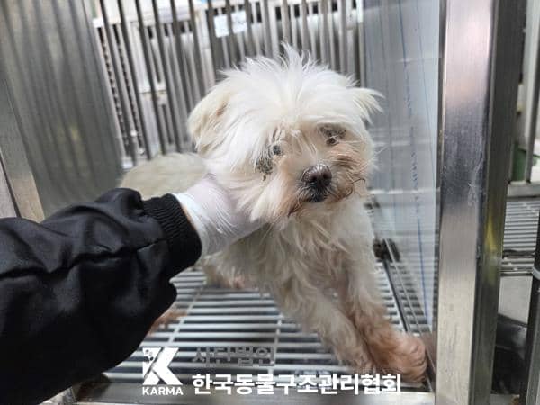 흰색 말티즈, 암컷 · 10살 추정 · 1.8kg